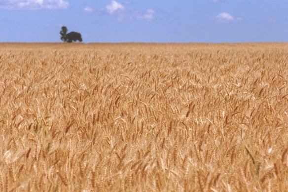 Crop farmers are preparing to sow seeds in the next two or three weeks. 