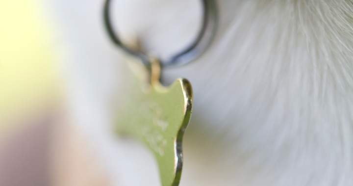 Halifax councillors pushing for provincewide dangerous dog registry Halifax councillors pushing for provincewide dangerous dog registry