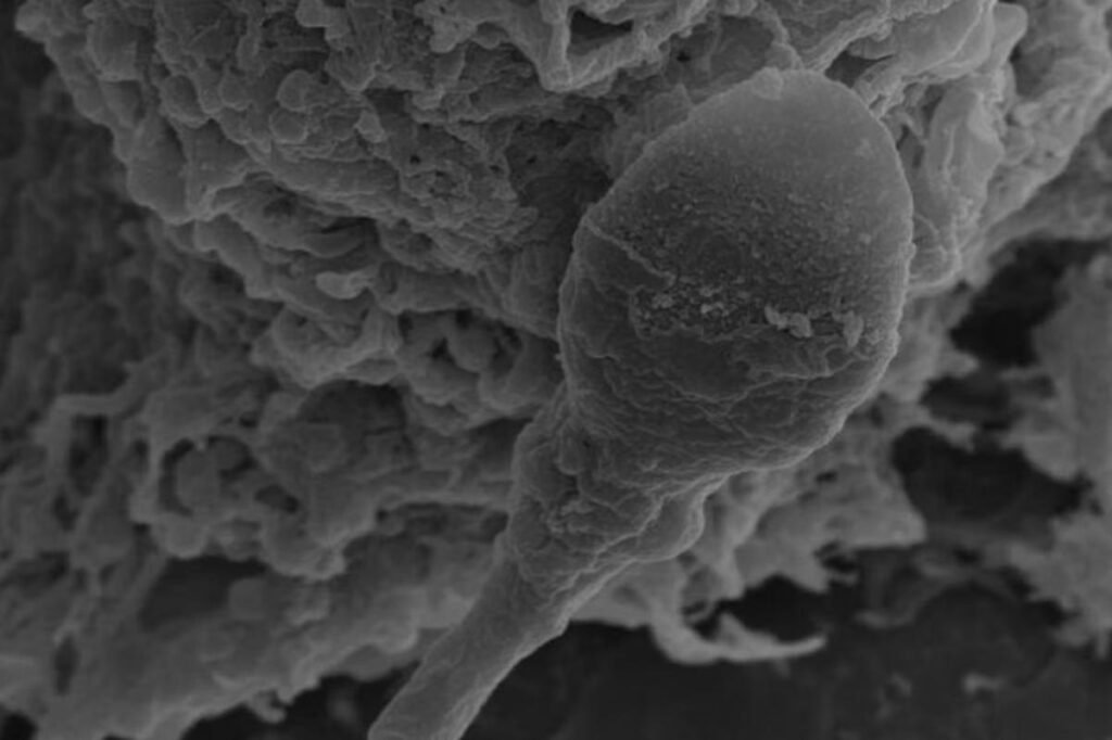 Sure, you can make babies in space — but sperm may get confused by gravity: new research Sure, you can make babies in space — but sperm may get confused by gravity: new research