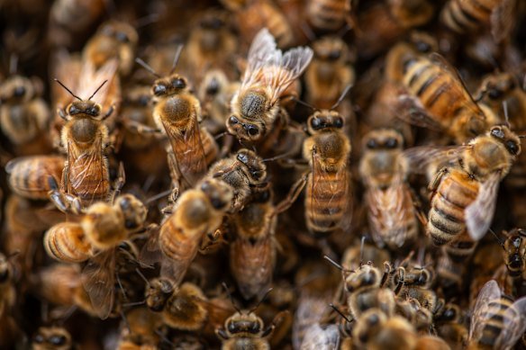 The finding that diverse flowers create better honey and healthier hives draws a direct link between bush biodiversity and the health of bees and humans.