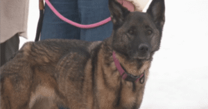 ‘Can’t believe it’: Calmar family reunited with missing dog after nearly 3 months