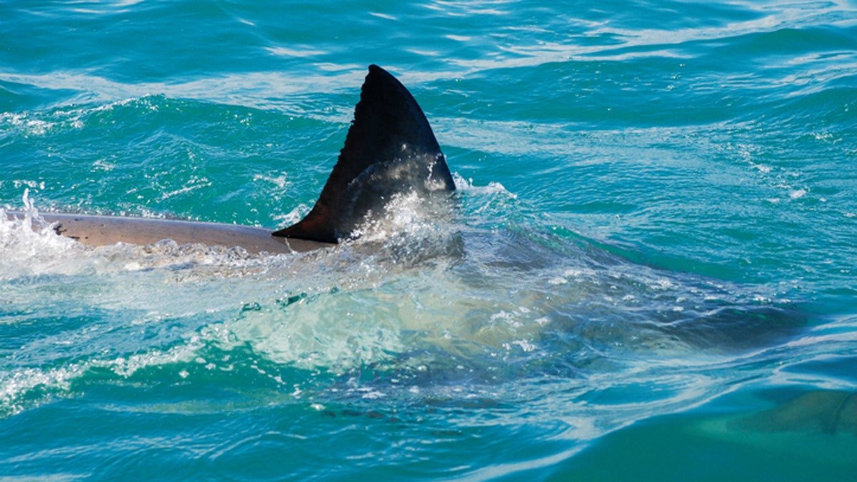 The fin of a great white shark cuts through the water, Gansbaai, South Africa