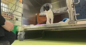 ‘Landmark’ Quebec ruling states no-pet clause violates Charter rights