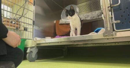 ‘Landmark’ Quebec ruling states no-pet clause violates Charter rights