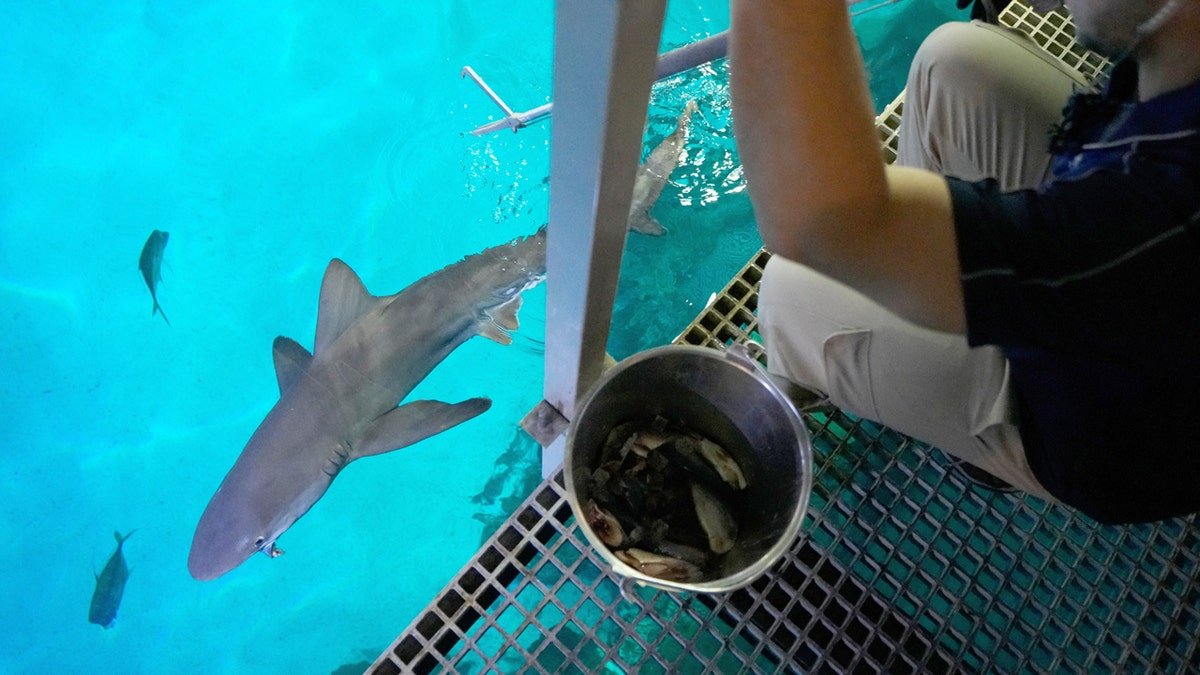 las vegas sharks getting fed