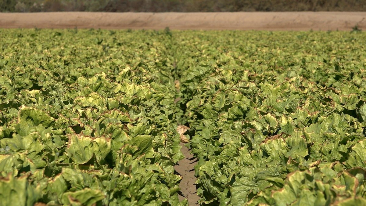 Lettuce ready for harvest