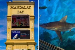 Las Vegas tourists pay ,000 for dinner on the Strip while sharks eat like royalty Las Vegas tourists pay ,000 for dinner on the Strip while sharks eat like royalty