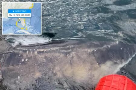 Nearly 1,400-pound great white shark ‘Goodall’ pings near Gulf Coast as spring breakers hit the beach