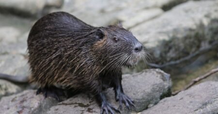 The U.S. Government Is Begging People to Eat Swamp Rat Gumbo and Iguana Stew — But Why?