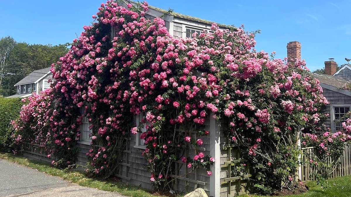 sconset rose cottage on nantucket