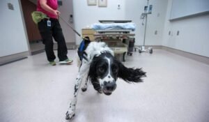 Angus, the C. difficile sniffing dog, celebrated as he retires after a decade
