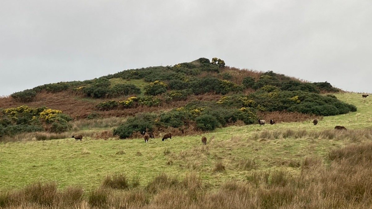 King's Mound with cows grazing