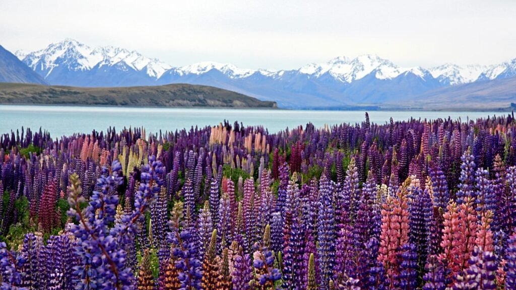 Travel in bloom: The world’s best places to visit for flower lovers