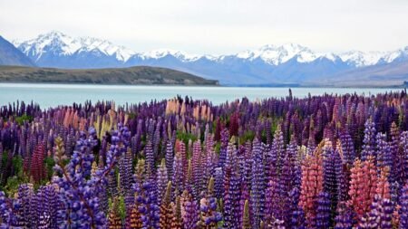 Travel in bloom: The world’s best places to visit for flower lovers