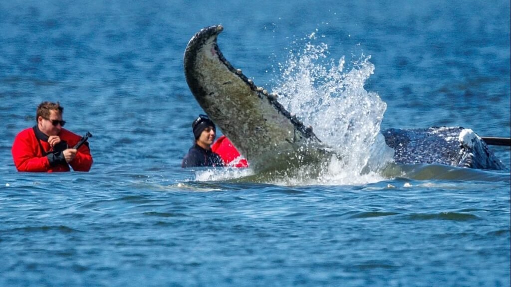 German bid to rescue ‘Timmy’ the whale passes key hurdle