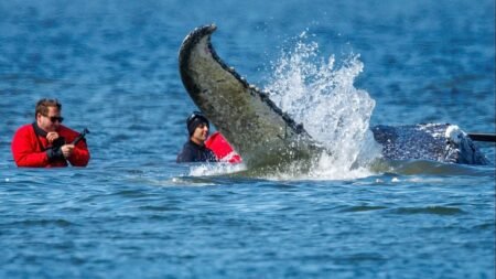 German bid to rescue ‘Timmy’ the whale passes key hurdle