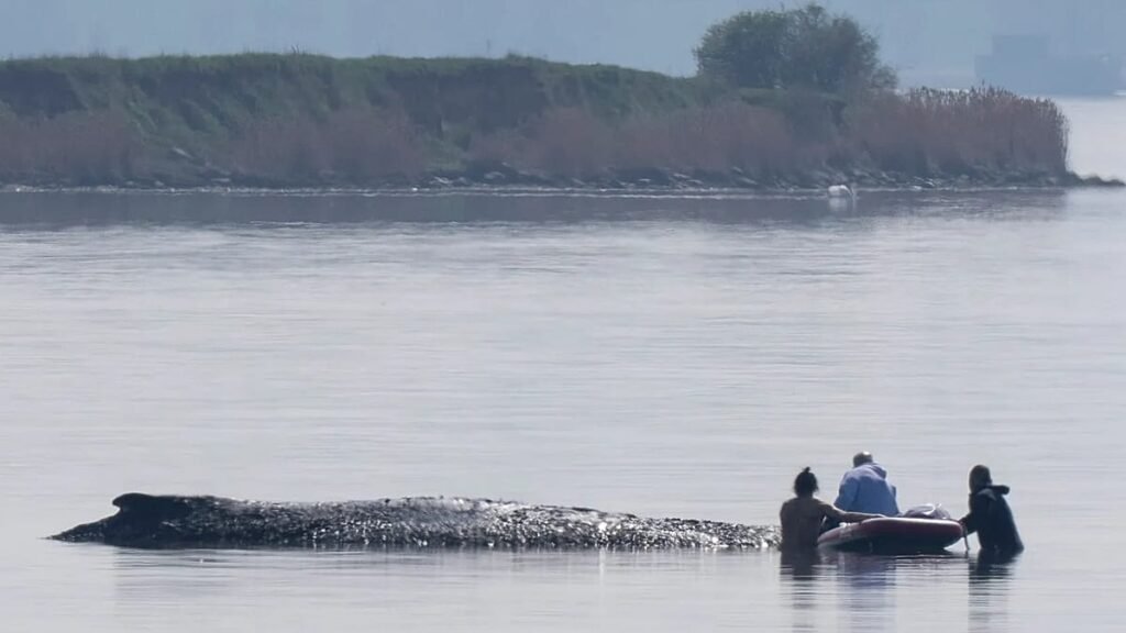 German rescuers plan to use air cushions to save Timmy the whale