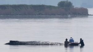 German rescuers plan to use air cushions to save Timmy the whale