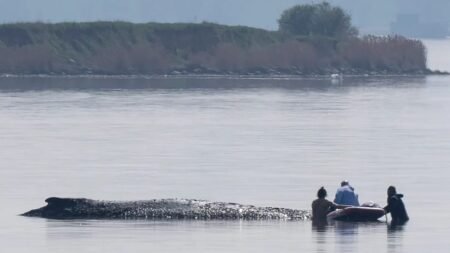 German rescuers plan to use air cushions to save Timmy the whale German rescuers plan to use air cushions to save Timmy the whale