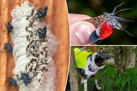 Exclusive | NYC lanternfly plague set to rebound after dip — and city-living could be accelerating spread