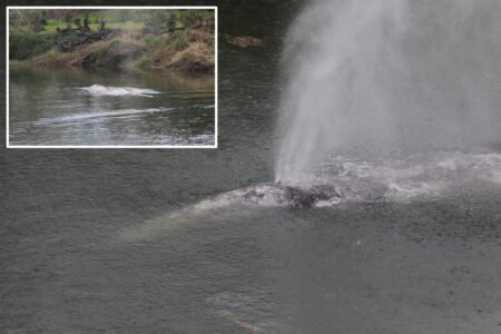 Gray whale that swam 20 miles up a Washington state river is found dead