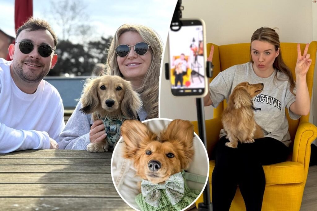 How an adorable dachshund — set to fund K wedding — became one family’s breadwinner How an adorable dachshund — set to fund K wedding — became one family’s breadwinner