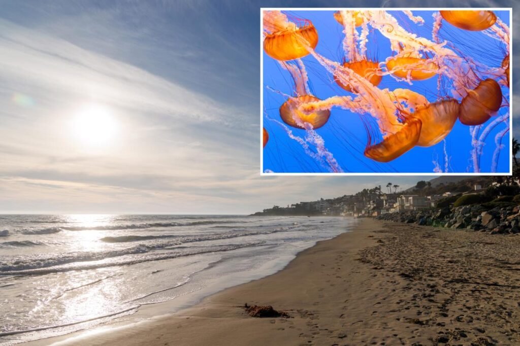 Stinging jellyfish warning issued for beachgoers at SoCal beaches Stinging jellyfish warning issued for beachgoers at SoCal beaches