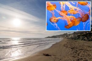 Stinging jellyfish warning issued for beachgoers at SoCal beaches