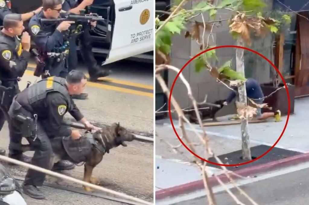 Wild moment K-9 flattens knifeman who slashed innocent man in the head with sawn-off cane