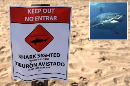 Swimmers flee as great white spotted feasting along packed California beach