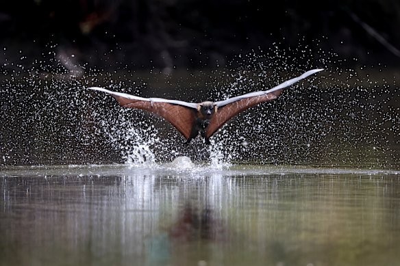 Flying foxes are at risk of mass die-offs during heatwaves.