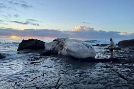 Dead whale washes up at Royal National Park, beaches closed due to shark risk