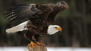 5 bald eagles found dead in Michigan, raising poaching concerns
