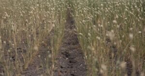 Seeds planted for in-depth review of Saskatchewan farming, province says