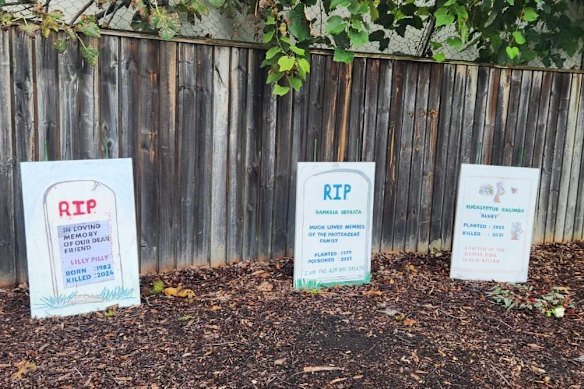 A tree graveyard in Allman Park, Ashfield.