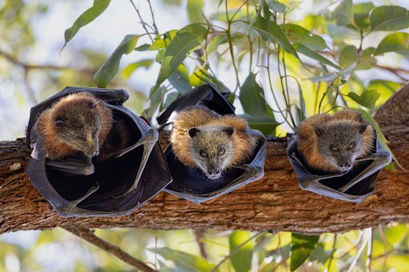 A family of flying foxes at Parramatta Park in January.