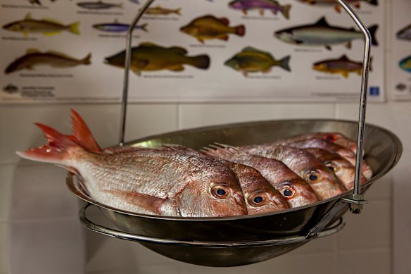 WA’s sweeping fishing ban was brought in to protect fish stocks of species including pink snapper.