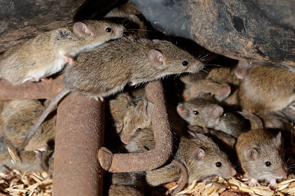 Mice scurry around stored grain on a farm near Tottenham, Australia, Wednesday, May 19, 2021. Vast tracts of land in Australia's New South Wales state are being threatened by a mouse plague that the state government describes as absolutely unprecedented." Just how many millions of rodents have infested the agricultural plains across the state is guesswork. (AP Photo/Rick Rycroft)