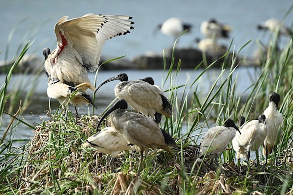 Ibises in their natural habitat.