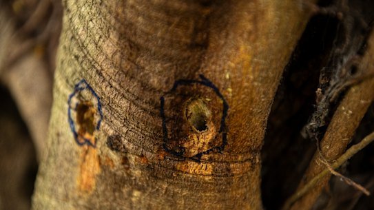 Unknown vandals have drilled multiple holes into a hundred year old fig tree, poisoning it.