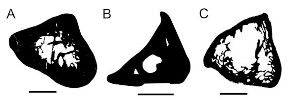 Powerful imaging shows Kryoryctes (A) shares similarities with both platypus bone (B) and echidna bone (C).