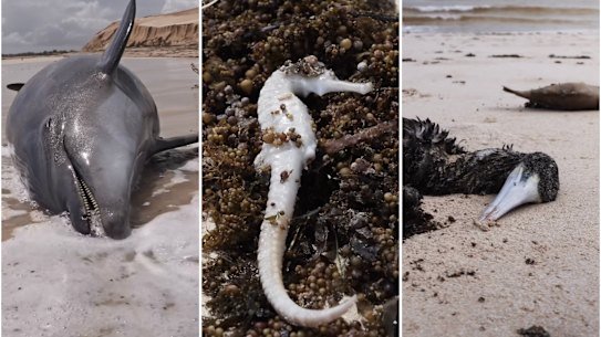 Marine life washed up along the Ningaloo Coast after Tropical Cyclone Narelle.