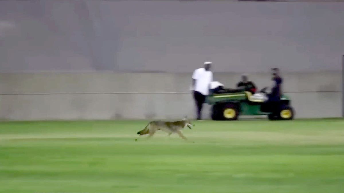 Coyote caught on camera in California