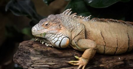 289-Million-Year-Old Mummified Reptile Found in Oklahoma: Everything We Know About the Discovery