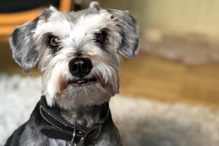 Is pet insurance worth it? New study reveals the real cost and value