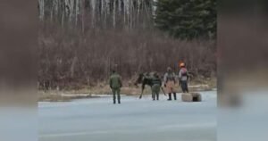 Moose rescued after falling through ice in Manitoba’s Nopiming Provincial Park