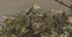 Why Canadian seeds are on their way to the moon with Artemis II Why Canadian seeds are on their way to the moon with Artemis II