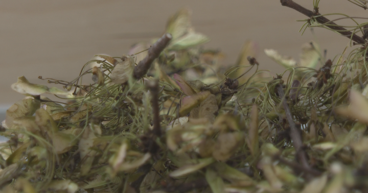 Why Canadian seeds are on their way to the moon with Artemis II Why Canadian seeds are on their way to the moon with Artemis II