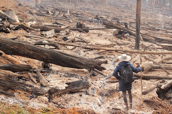 Native forest logging was banned in Victoria on January 1, 2024.
