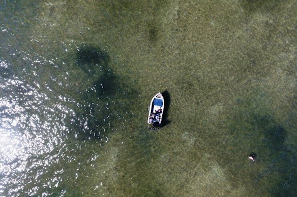 Remnants of blooms past — black clumps of Lyngbya in Moreton Bay.